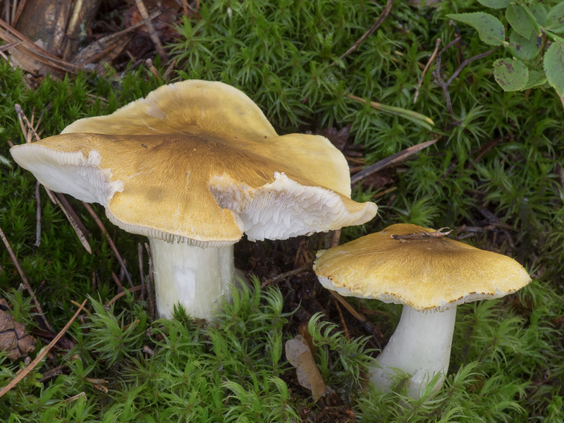 Tricholoma arvernense